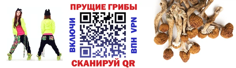 Галлюциногенные грибы мицелий  Бабушкин 